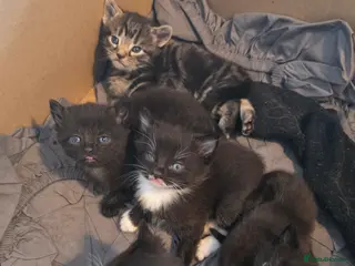 Domestic Shorthair cats Kittens for sale - Advert 17