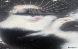 Mixed Breed cats for sale: Black and white tuxedo male  - Image 1