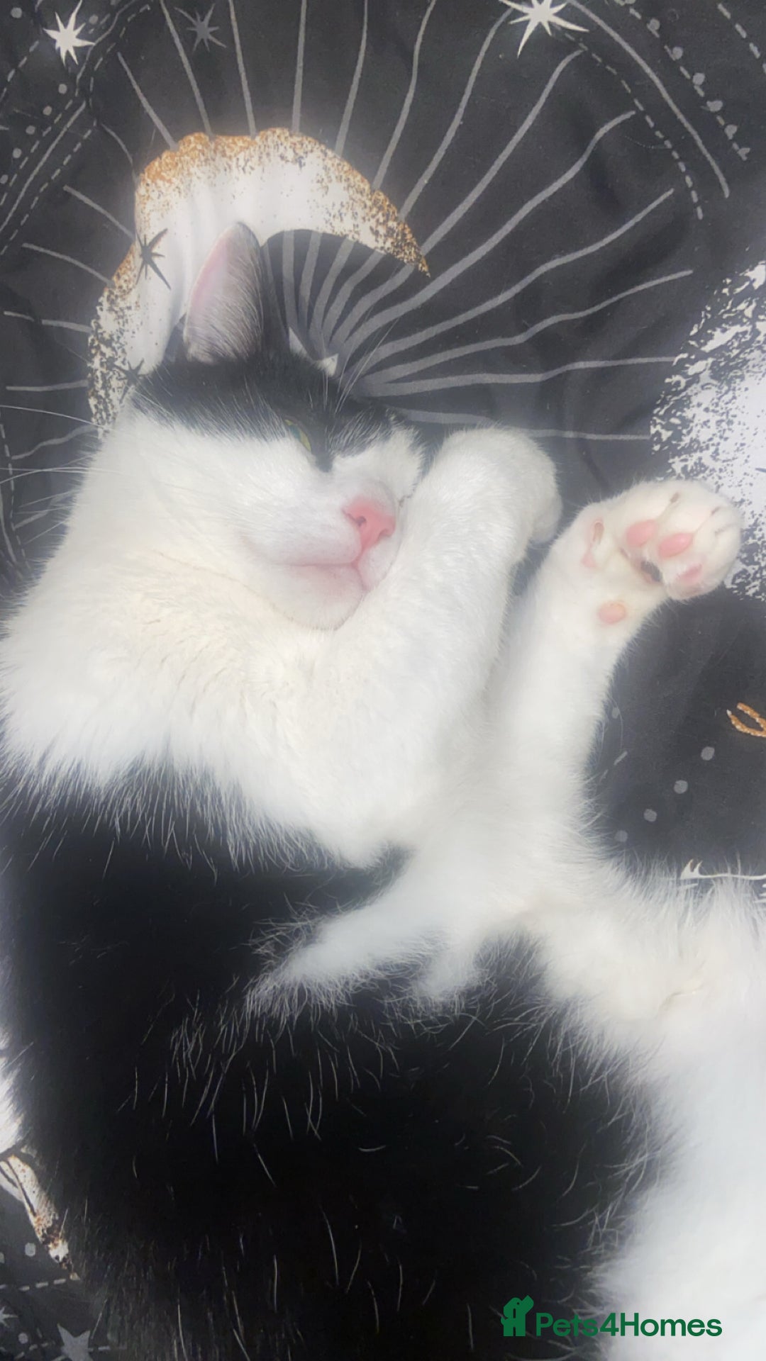 Mixed Breed cats for sale: Black and white tuxedo male  - Image 1