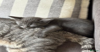 Domestic Shorthair cats - Advert 13