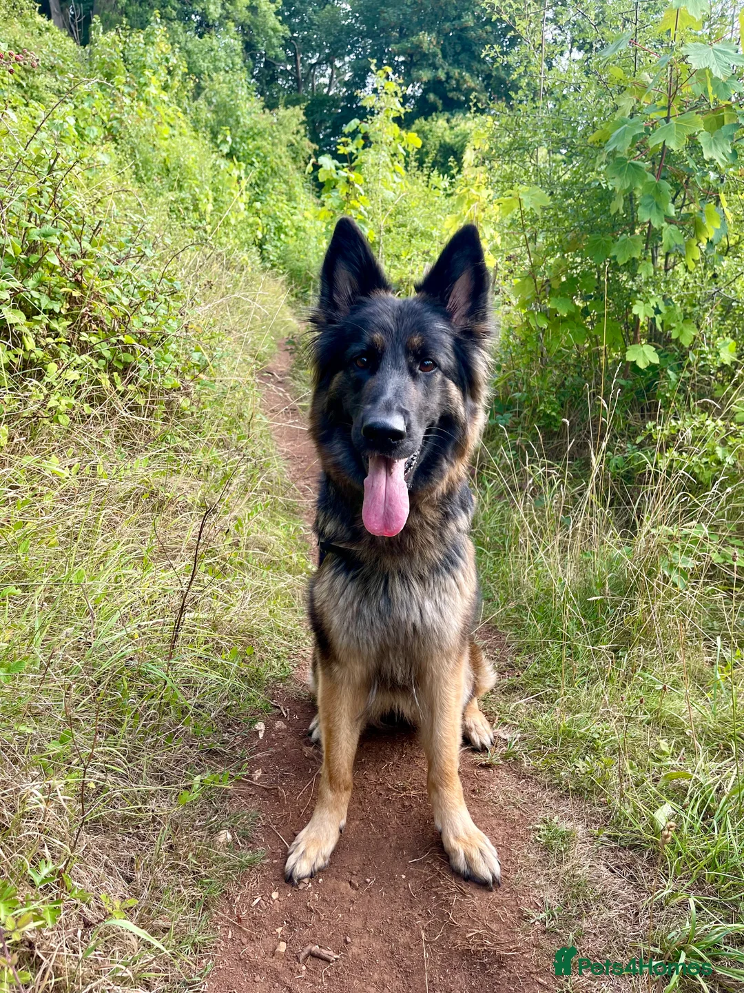 German Shepherd dogs for sale: Beautiful German Shepherd - Advert 6