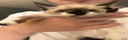 Mixed Breed cats for sale: Ready to leave Siamese x mainecoon x - Advert 18