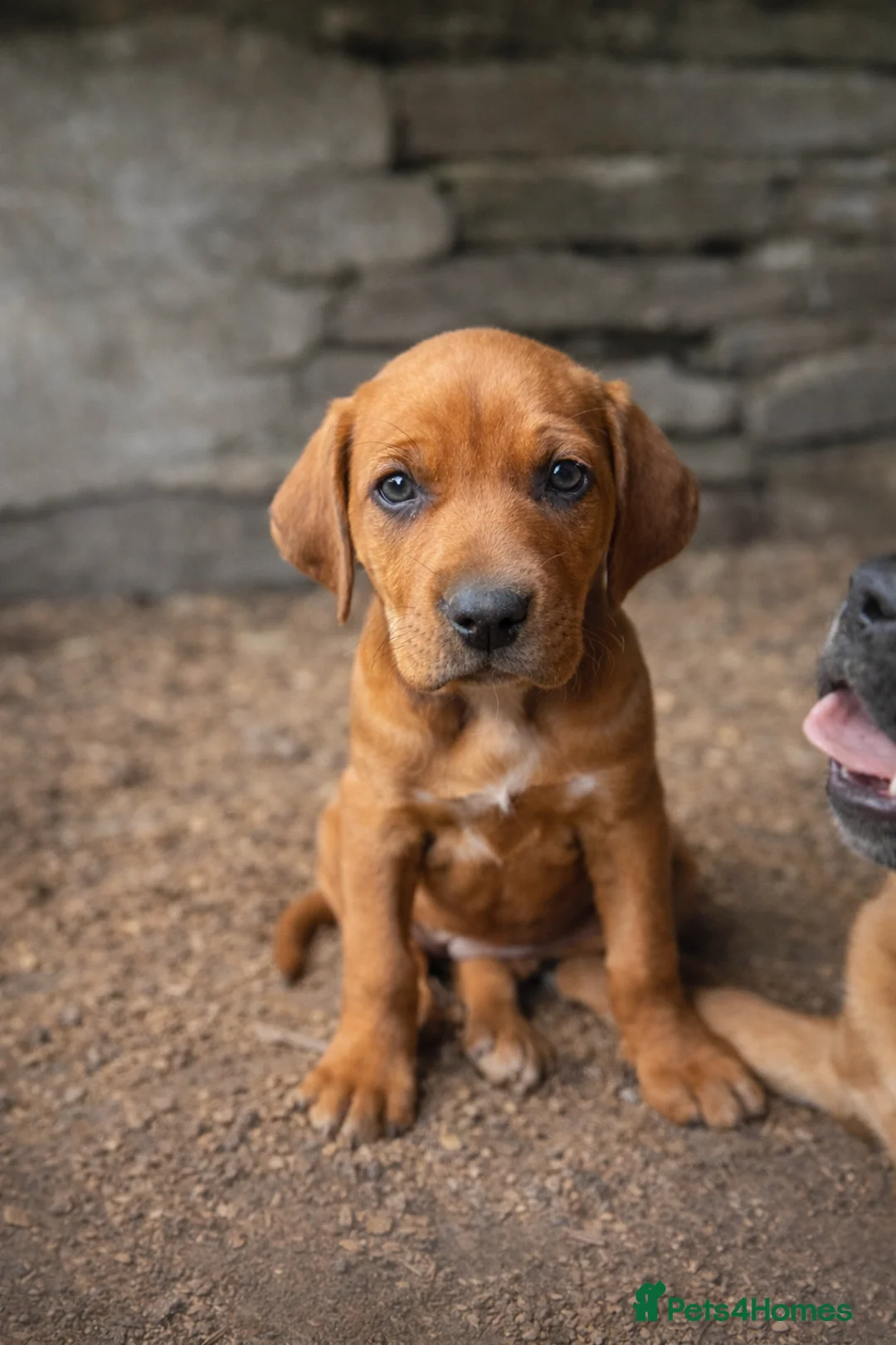 Mixed Breed dogs for sale: Valentine’s Day Vizsla x Welsh Sheepdog Puppies - Advert 1