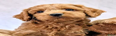 Cockapoo 1