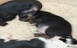 Mixed Breed dogs for sale: jackhuahua Pups - Image 2