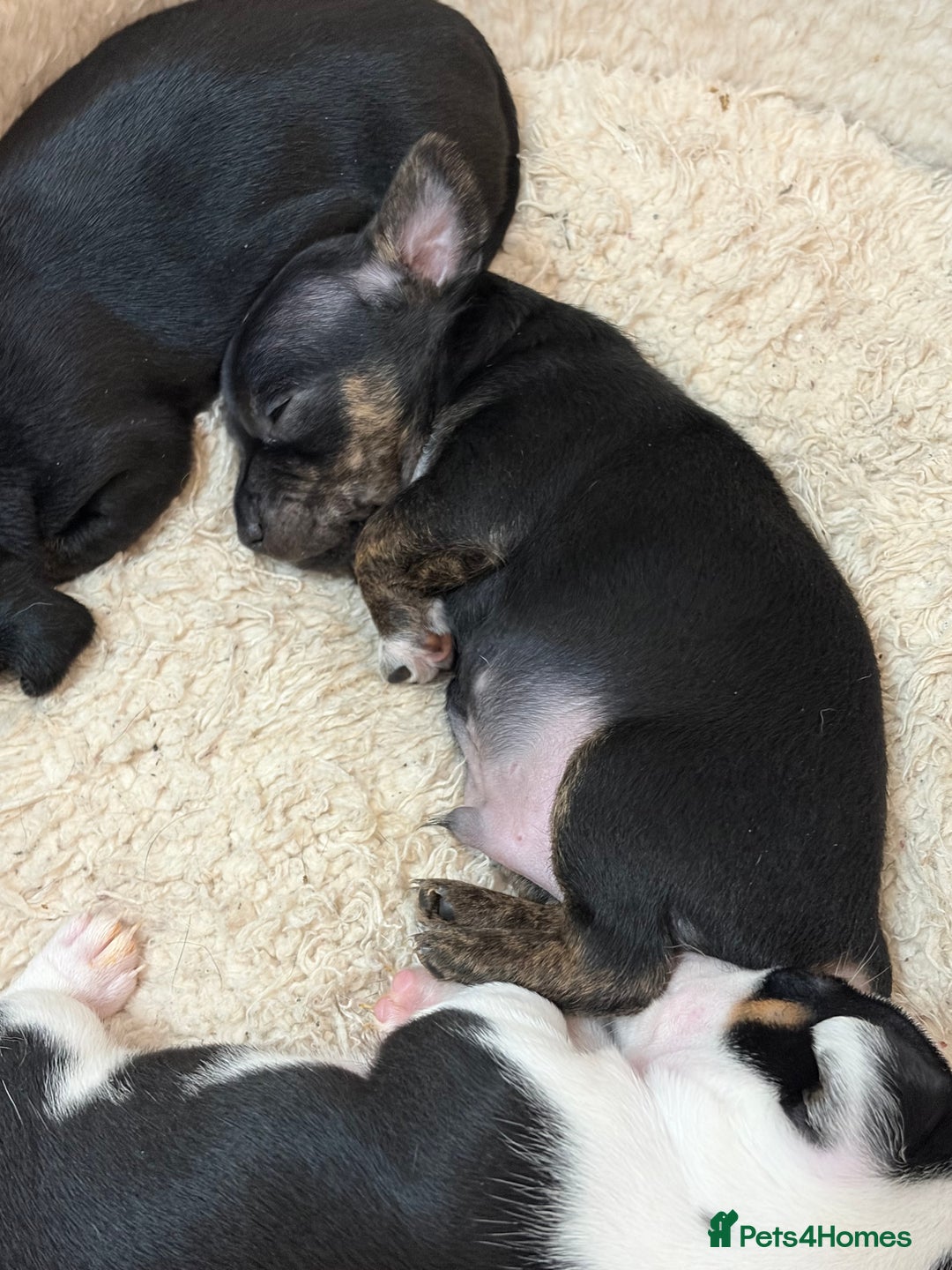 Mixed Breed dogs for sale: jackhuahua Pups - Image 2