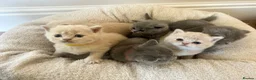 British Shorthair cats for sale: Breathtaking purebred British shorthair kittens - Advert 26