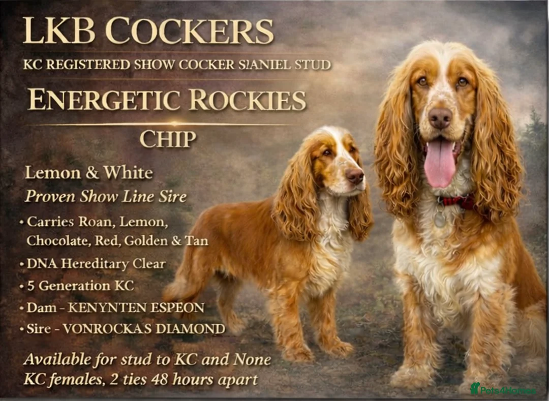 Cocker Spaniel dogs for sale: ✨ Cocker Spaniel Puppies ✨ - Advert 3
