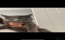 Mixed Breed cats for sale: Adorable kittens for sale  - Image 7