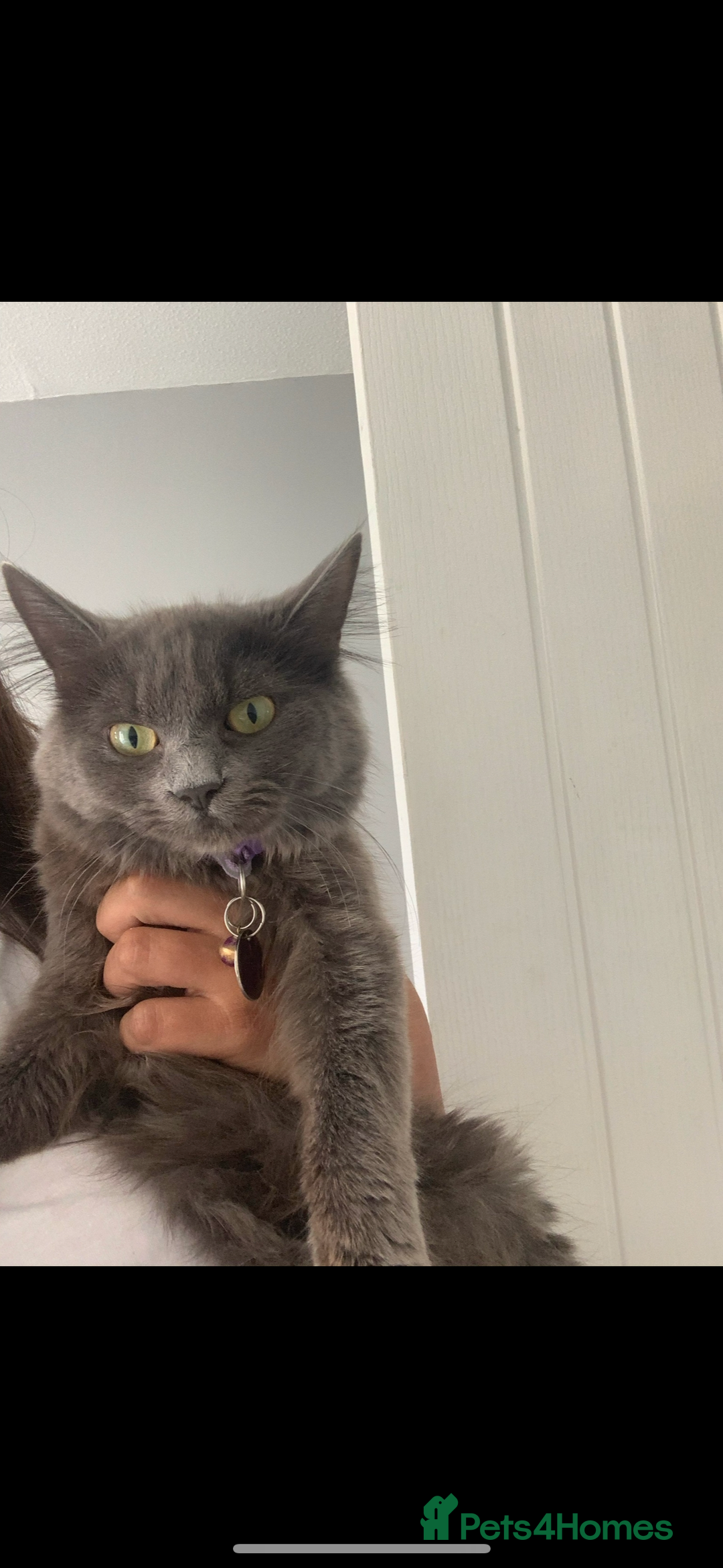Mixed Breed cats for sale: Adorable kittens for sale  - Image 7