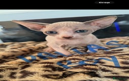 Sphynx cats for sale: canadian sphynx for sale  - Advert 3