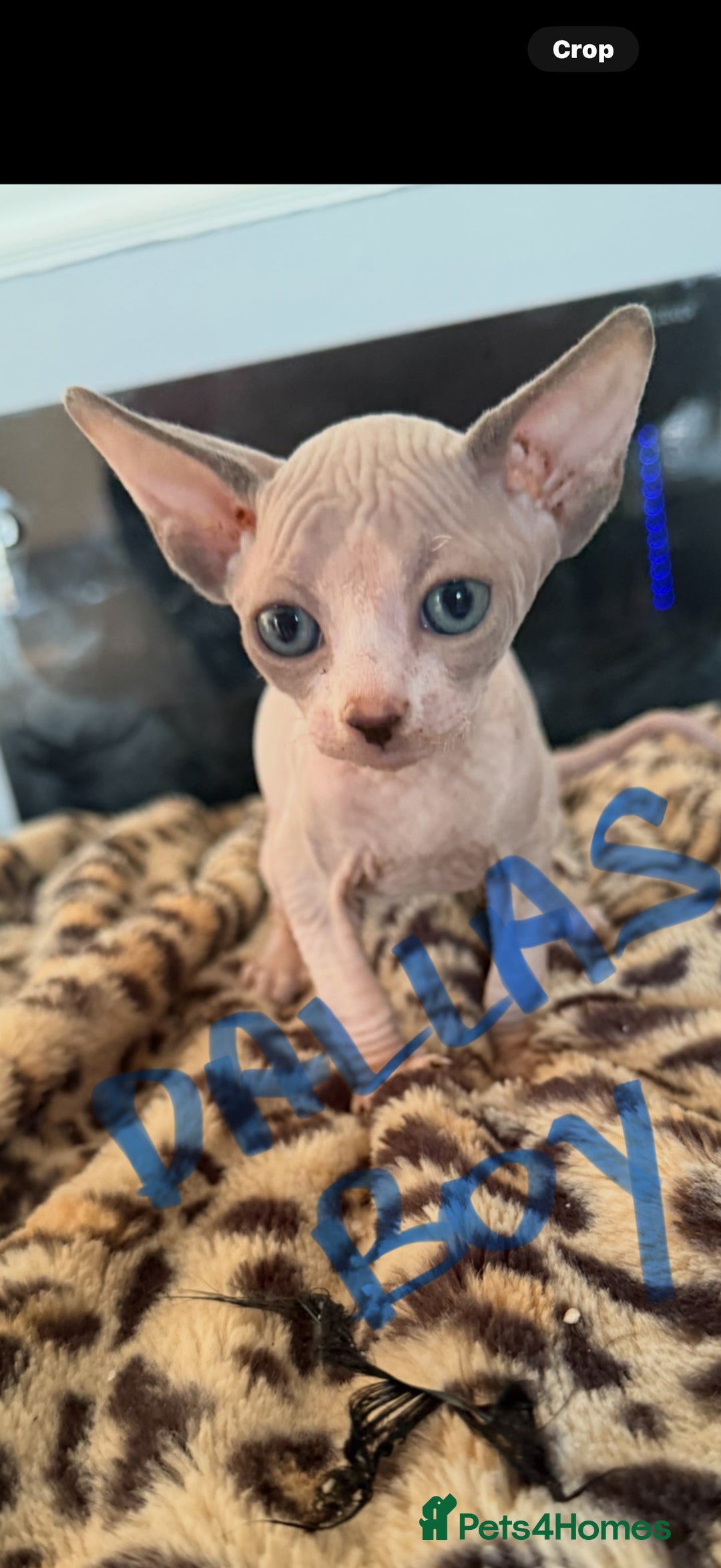 Sphynx cats for sale: canadian sphynx for sale  - Advert 3