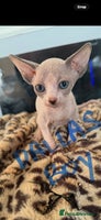 Sphynx cats canadian sphynx for sale - Advert 1