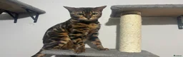 Bengal cats for sale: Perfect Bengal queen  - Advert 1
