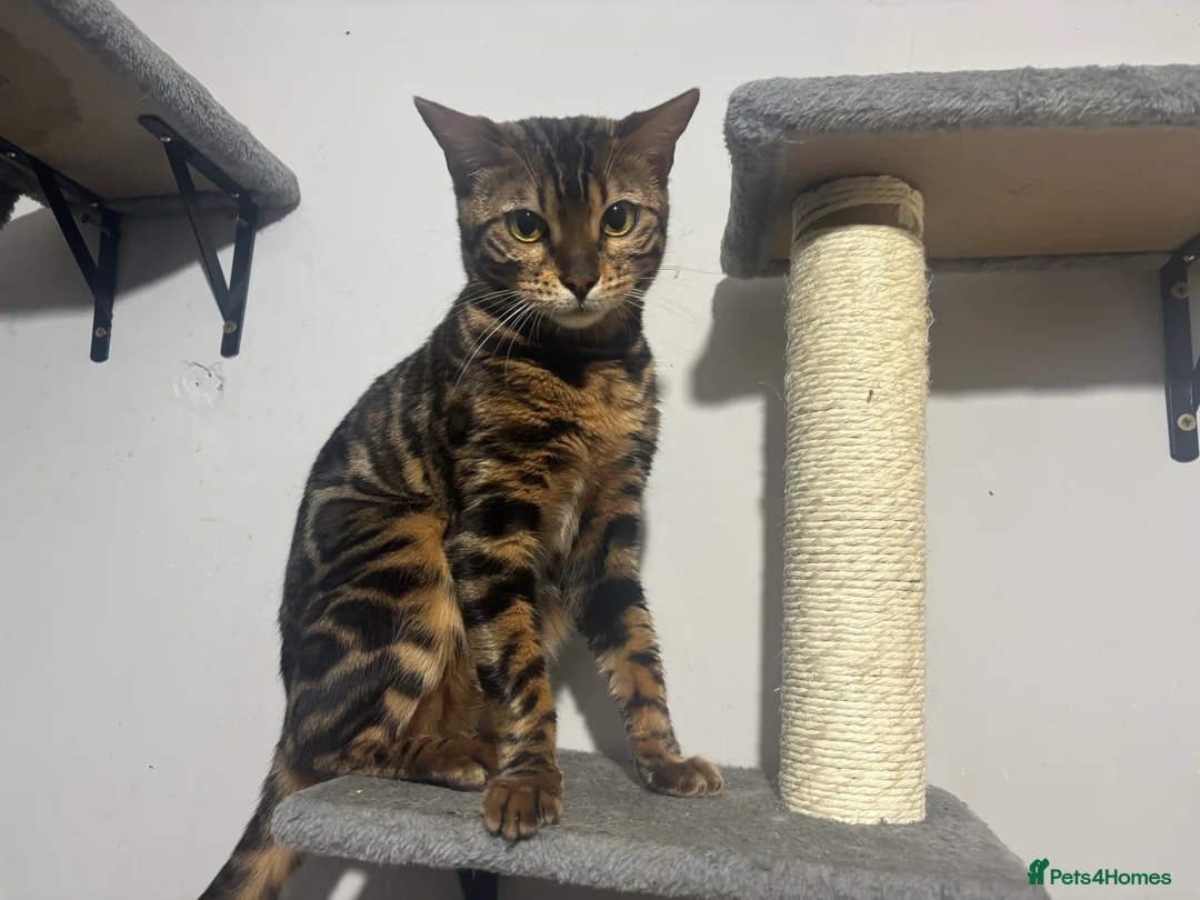Bengal cats for sale: Perfect Bengal queen  - Advert 1