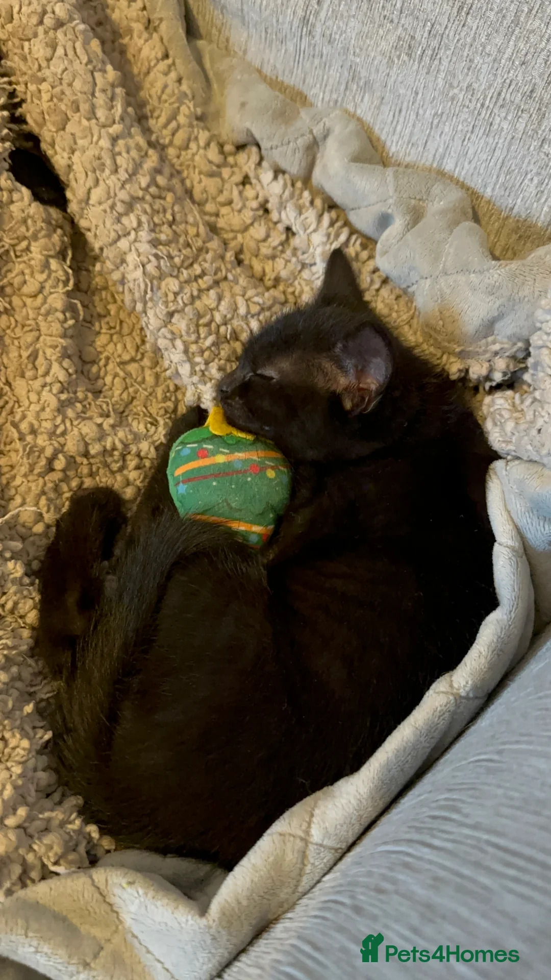 Mixed Breed cats for sale: Beautiful Male Sphynx X Tabby Mackrell Kittens  - Advert 3