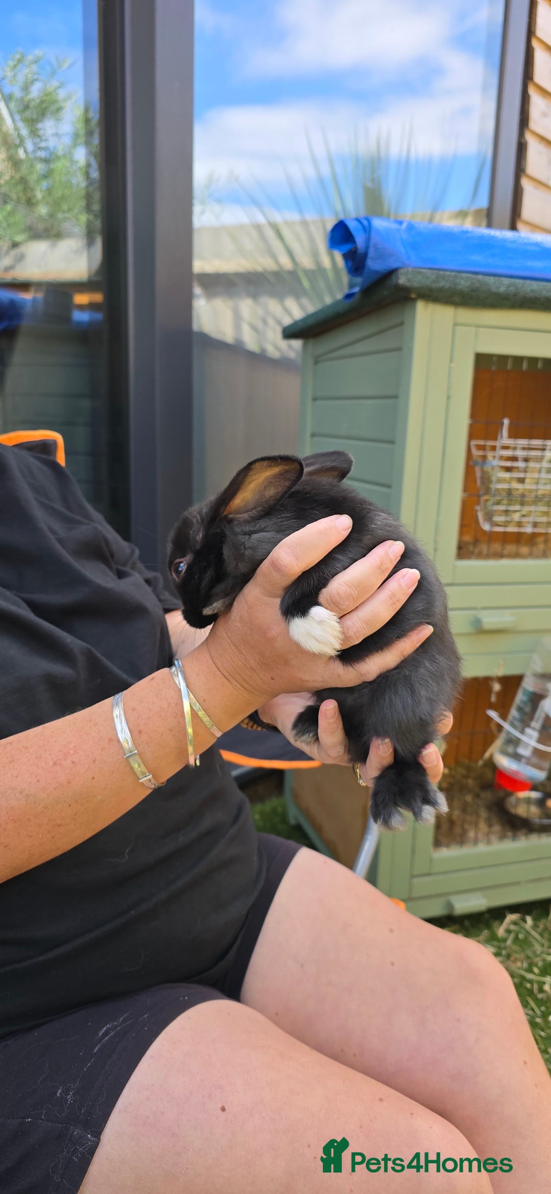 Dwarf Lop rabbits for sale: 9 Dwarf lop Rabbits ready for a new home - Image 10