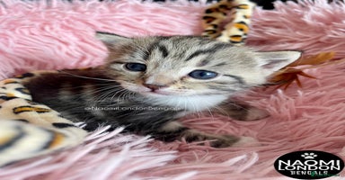 Mixed Breed cats - Advert 11