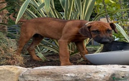 Rhodesian Ridgeback dogs for sale: Beautiful KC Reg’d Rhodesian Ridgeback in Rotherham - Image 35