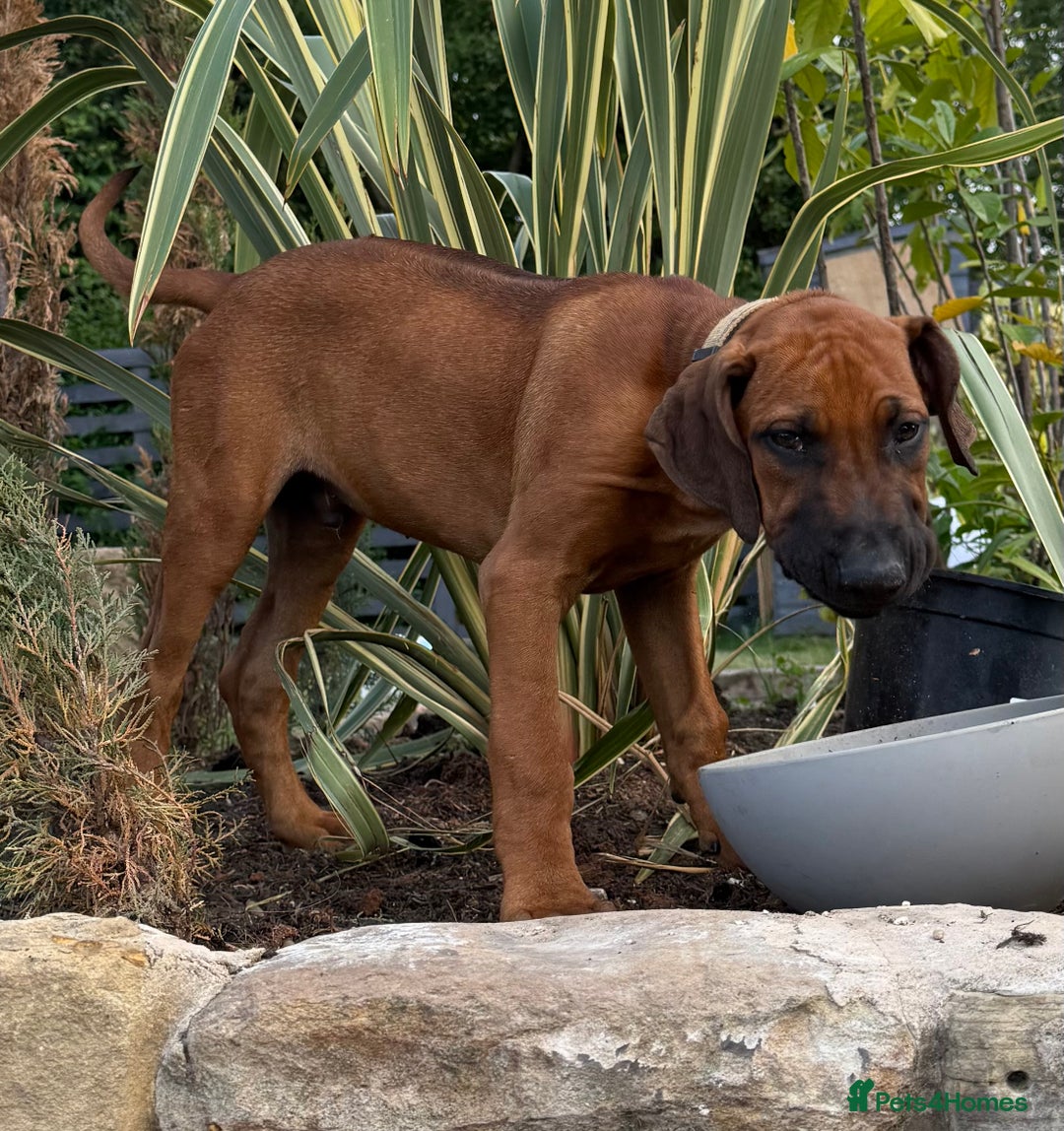 Rhodesian Ridgeback dogs for sale: Beautiful KC Reg’d Rhodesian Ridgeback in Rotherham - Image 35