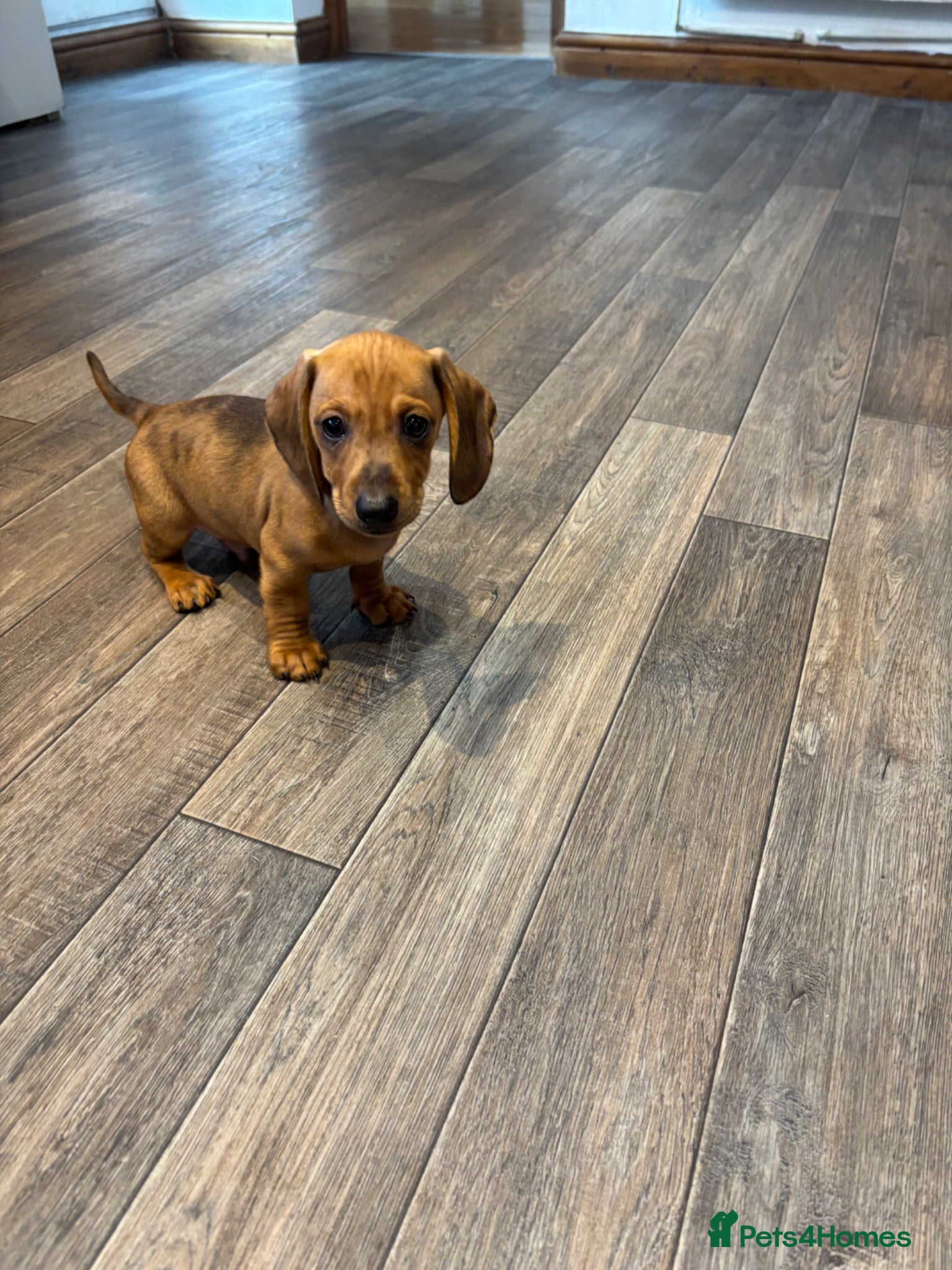 Dachshund dogs  Miniature Dachshund puppies only 2 left  - Advert 1