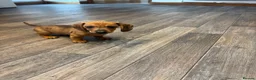 Dachshund dogs for sale: Dachshund puppies - Advert 13