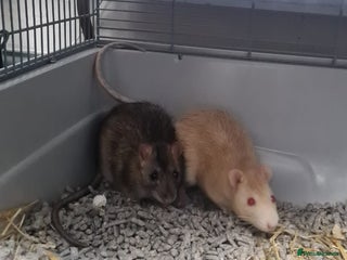 Rat rodents 2 rats for sale - Advert 1