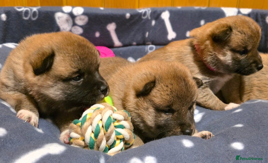 Japanese Shiba Inu dogs for sale: Healthy Kc reg Shiba babies - Advert 2