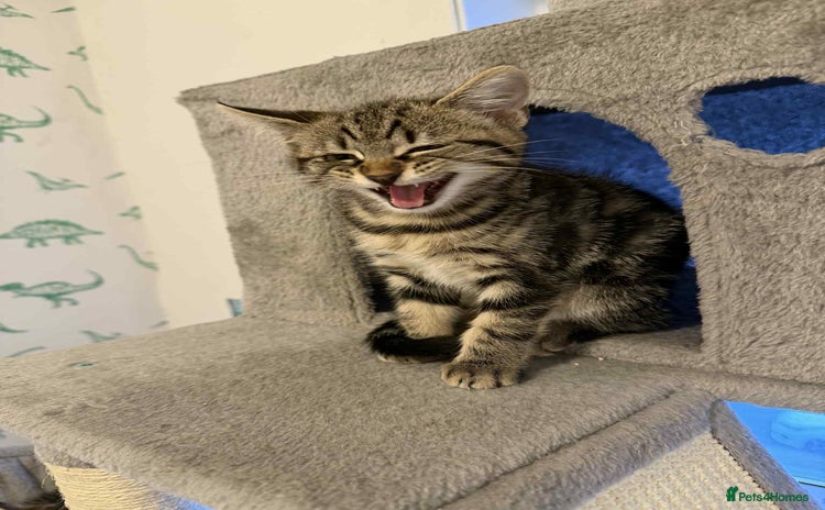 Mixed Breed cats - Advert 8