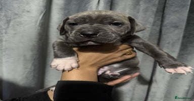 Mixed Breed dogs - Advert 2
