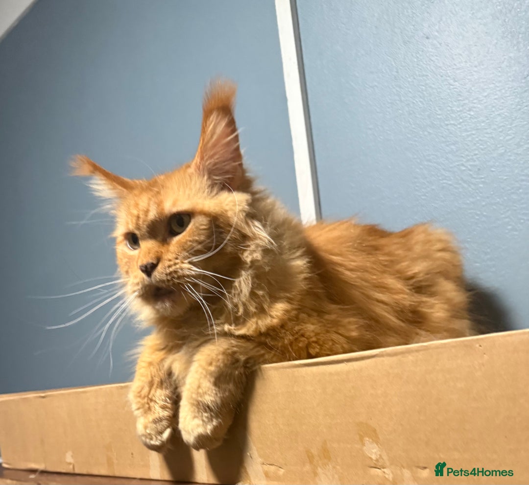 Maine Coon cats for sale: Maine Coon ex queen - Advert 3