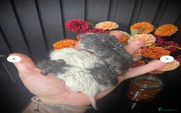 Rat rodents for sale: 🐭Dumbo Rex & Straight Coat Rats Available 🐭 - Image 3