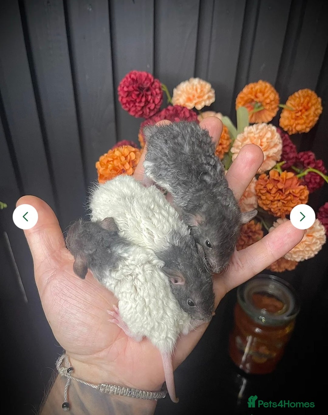 Rat rodents for sale: 🐭Dumbo Rex & Straight Coat Rats Available 🐭 - Image 3