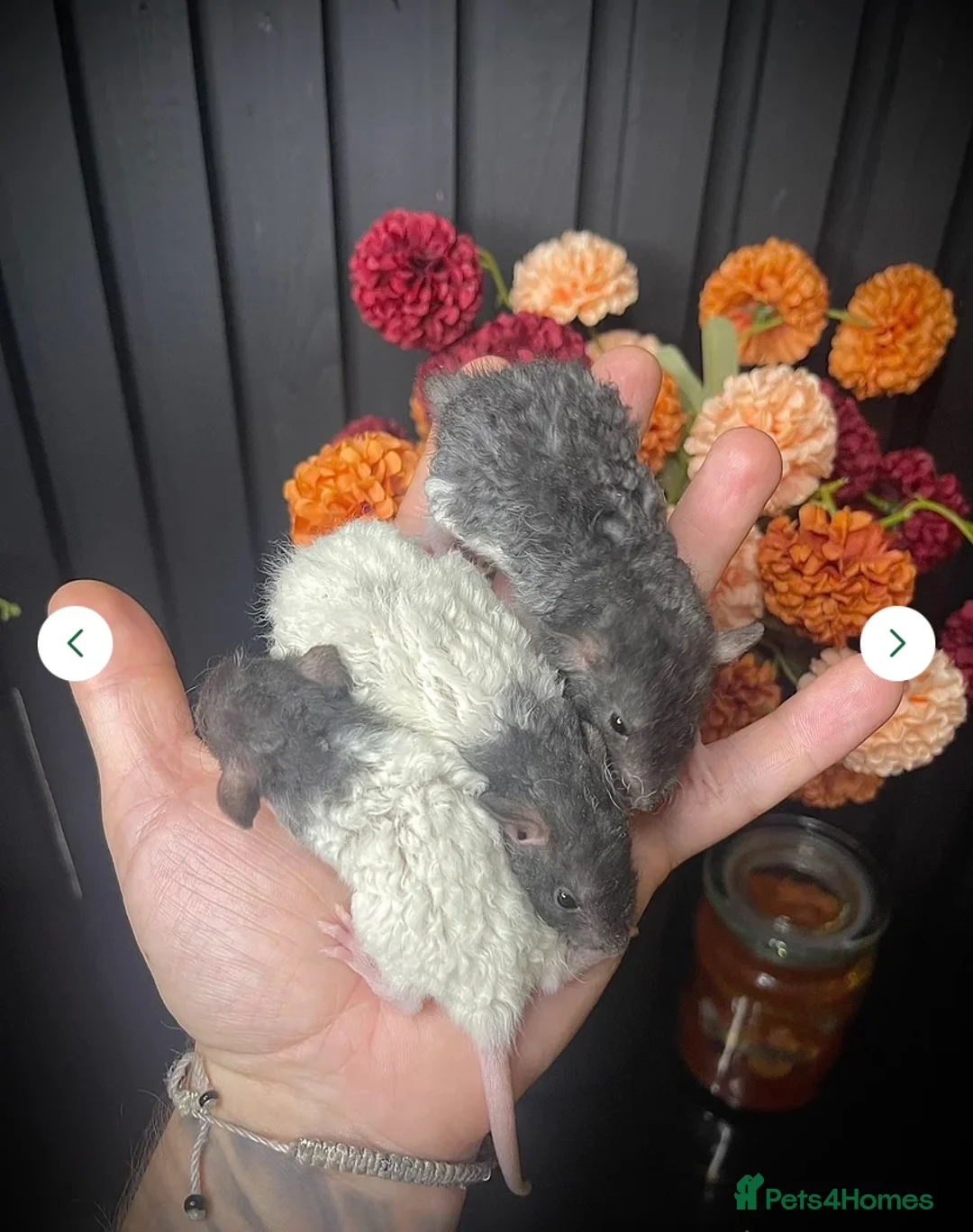 Rat rodents for sale: JAN 26’ UPDATE! 🐭Dumbo Rex & Straight Coat Rats🐭 - Advert 3