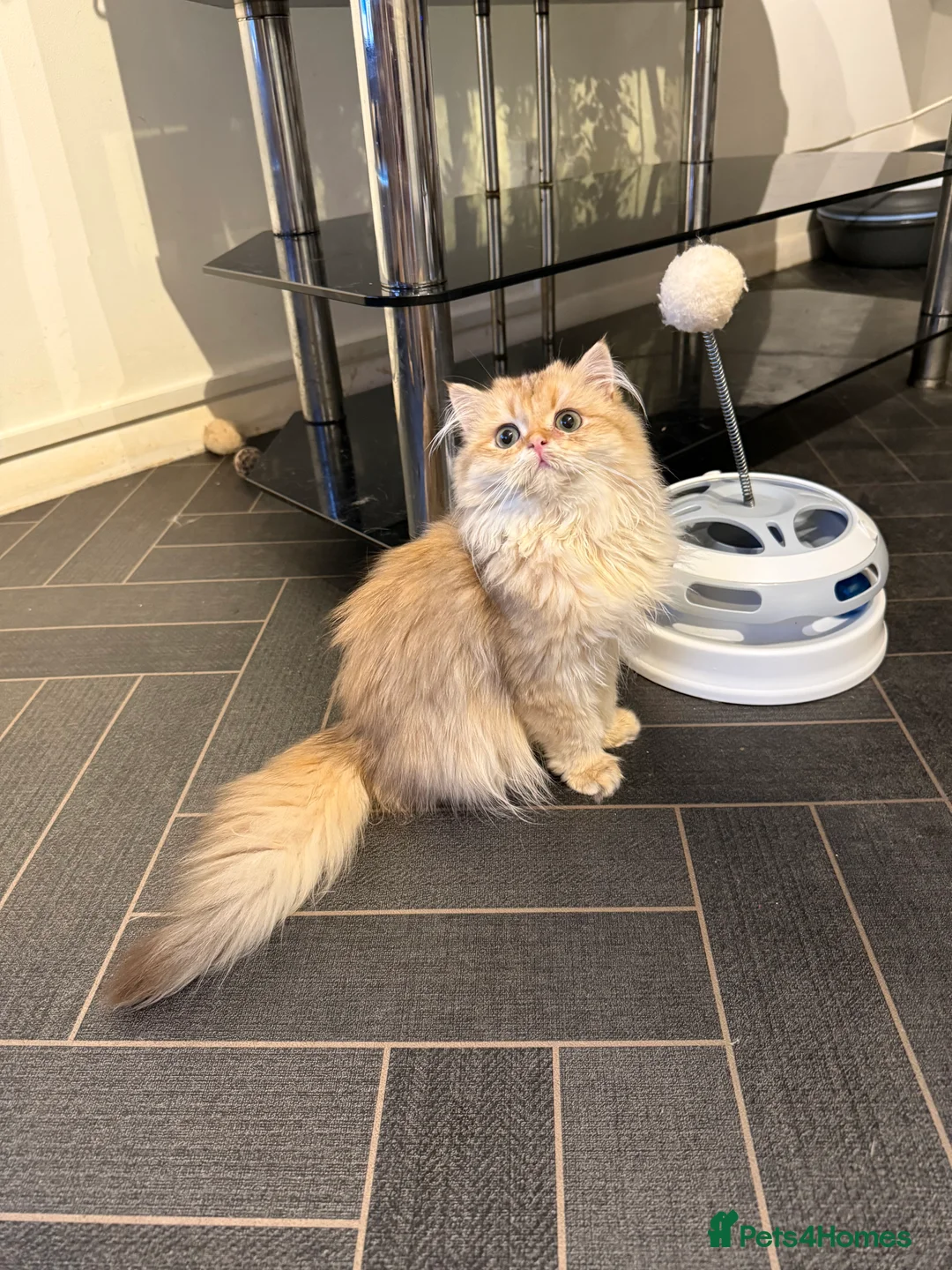 British Longhair cats for sale: GCCF reg BLH Last Chocolate Golden Male Kitten - Advert 24