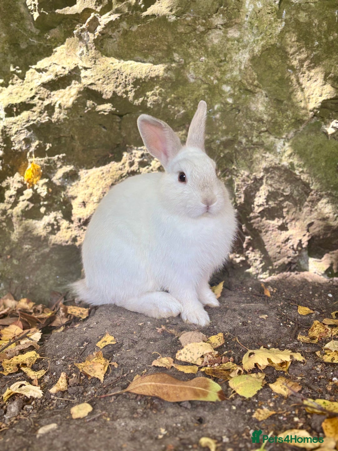 Netherland Dwarf rabbits for sale: A beautiful white Netherland Dwarf - Image 3