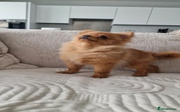 Pomeranian dogs for sale: Beautiful 6-Month-Old Pomeranian Girl for Sale  - Image 25
