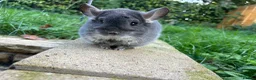 Chinchilla rodents for sale: Various Chinchillas (Pet Only) in Milton Keynes - Advert 3