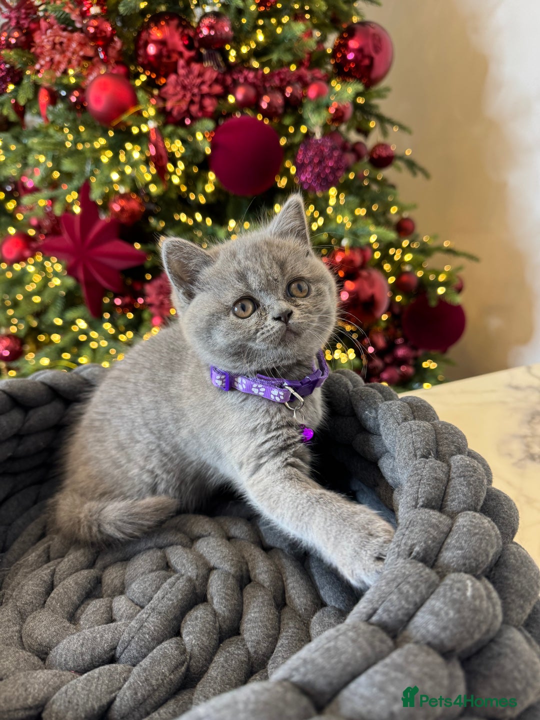 British Shorthair cats for sale: British Shorthair girl - Advert 2