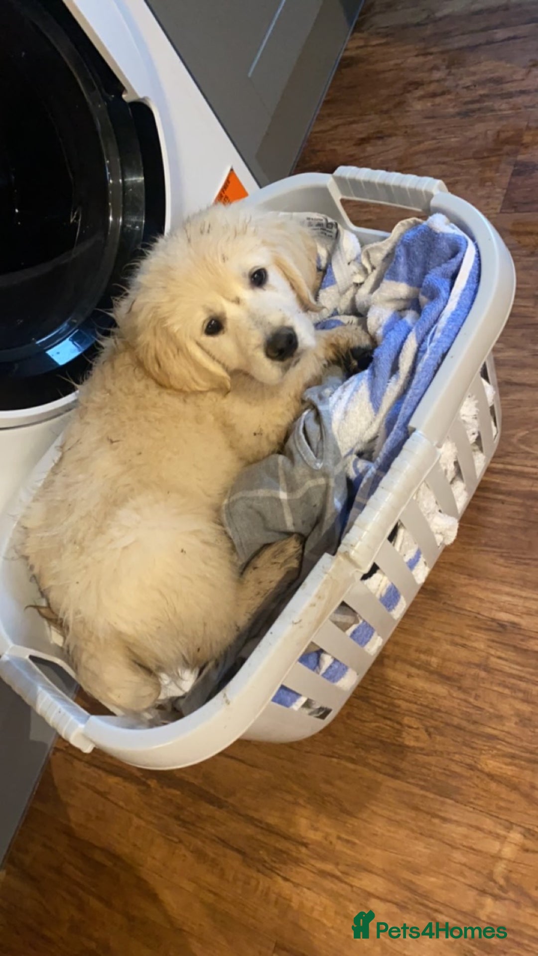 Golden Retriever dogs for stud: Lenny our KC golden retriever ready to stud!  - Advert 11