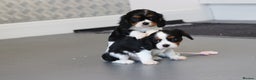 Cavalier King Charles Spaniel dogs for sale: Cavalier King Charles Puppies for sale - Advert 32