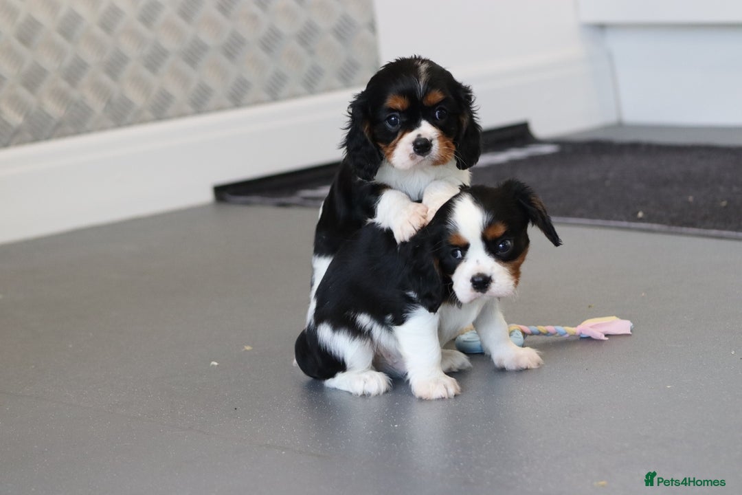 Cavalier King Charles Spaniel dogs for sale: Cavalier King Charles Puppies for sale - Advert 32