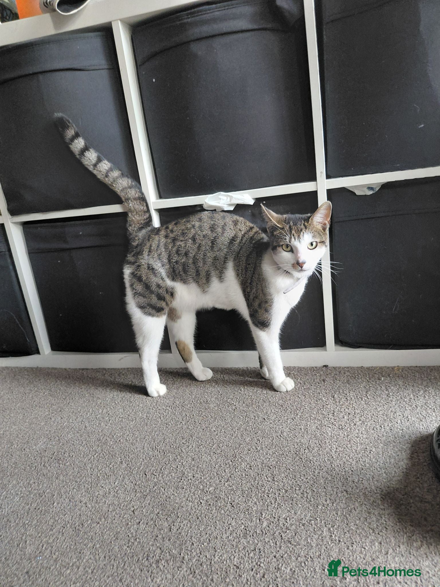 Mixed Breed cats 2 sister kitties need a new home - Advert 1