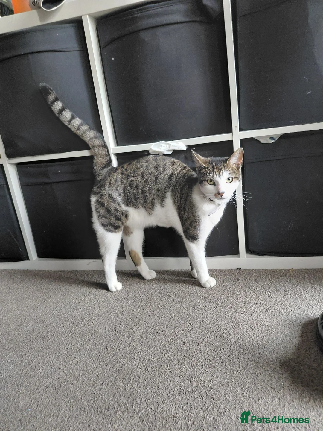 Mixed Breed cats for sale: 2 sister kitties need a new home in Bury - Advert 1