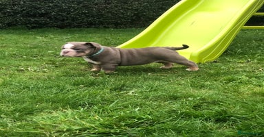 English Bulldog dogs - Advert 3