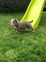 English Bulldog dogs - Advert 3