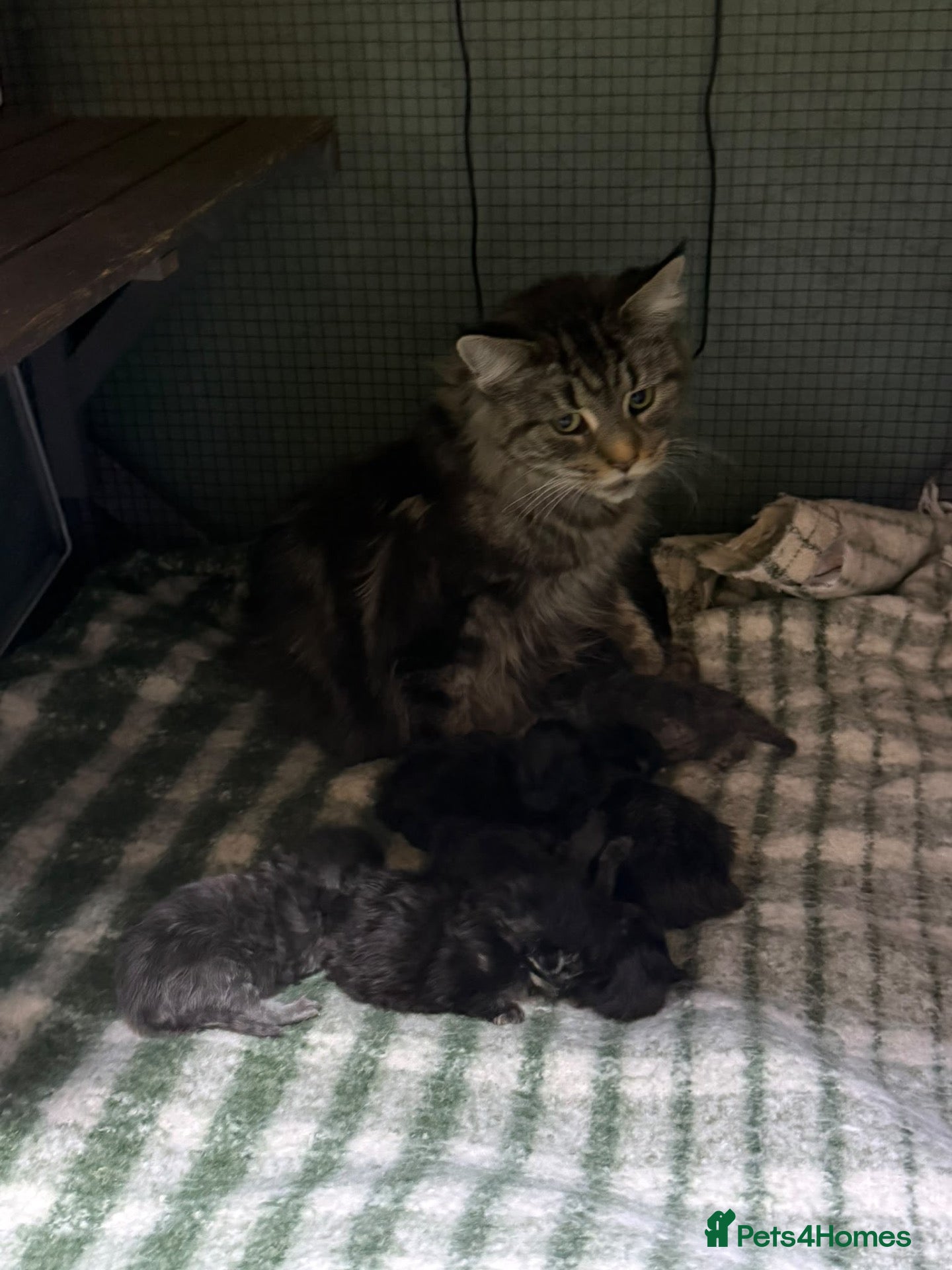 Maine Coon cats Mainecoons  - Advert 2