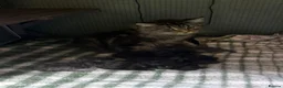 Maine Coon cats for sale: Mainecoons  - Advert 2