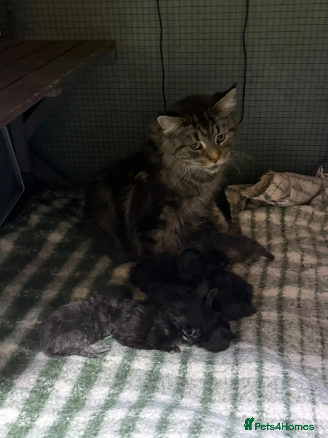 Maine Coon cats for sale: Mainecoons  - Advert 2