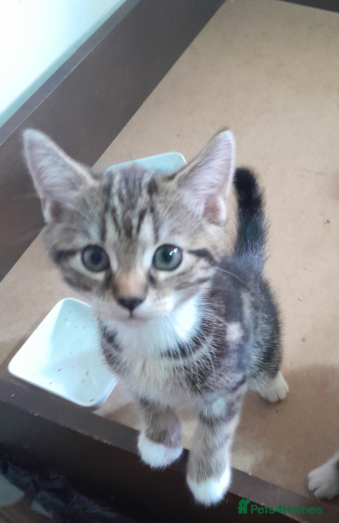 Mixed Breed cats for sale: 5 Beautiful gorgeous kittens 😺😼😻😸😹 - Image 6